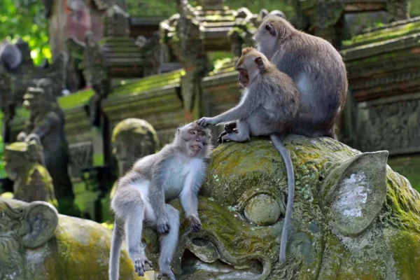 monkey forest (1)