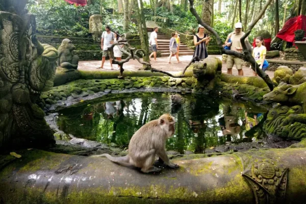 monkey forest (2)